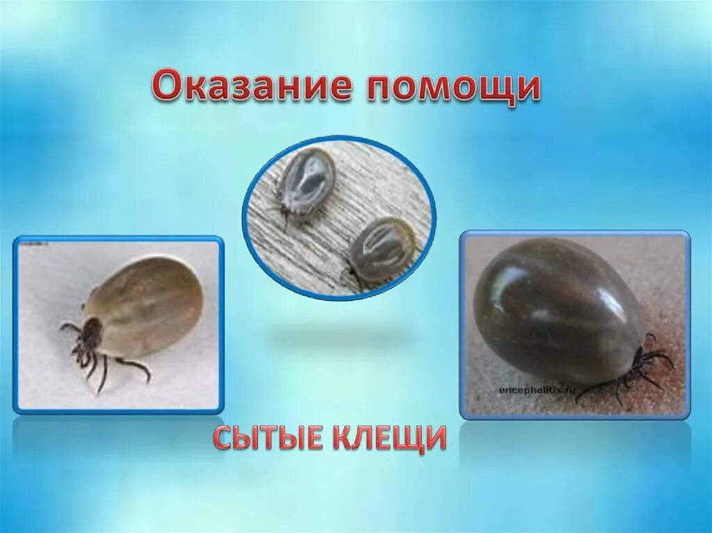 Как отличить клеща от других насекомых. Как отличить клеща от других насекомых