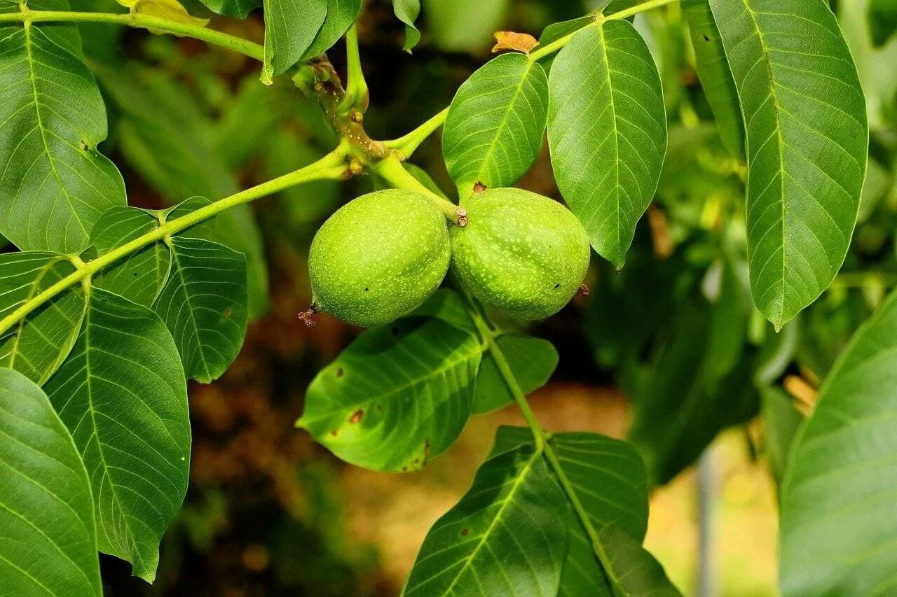 Сколько растет орех. Орех грецкий (Juglans Regia). Орешник грецкий дерево. Juglans Regia дерево. Орешник дерево грецкий орех.