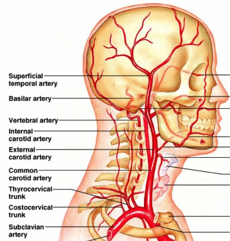 Наружная Сонная артерия анатомия ветви. Анатомия сонных артерий схема. Наружная Сонная артерия Неттер. Артериальная система человека анатомия артерии головы и шеи. Наружная сонная артерия где