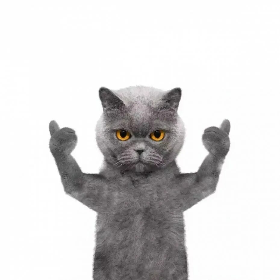 одобряющий кот. кот лайк. показывает класс. котик показывает лайк. кот палец вверх.