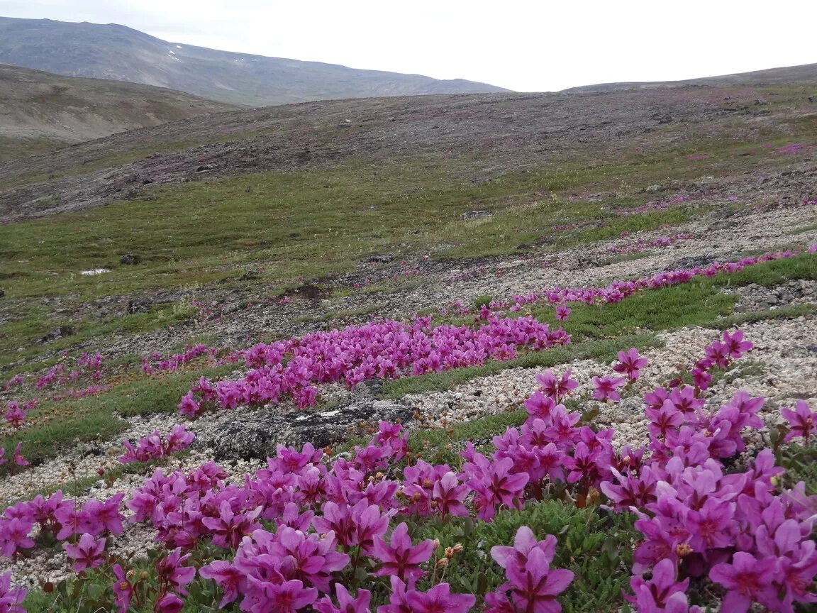 Цветущая тундра весной. Рододендрон Чукотка. Чукотка тундра цветет. Rhododendron camtschaticum.