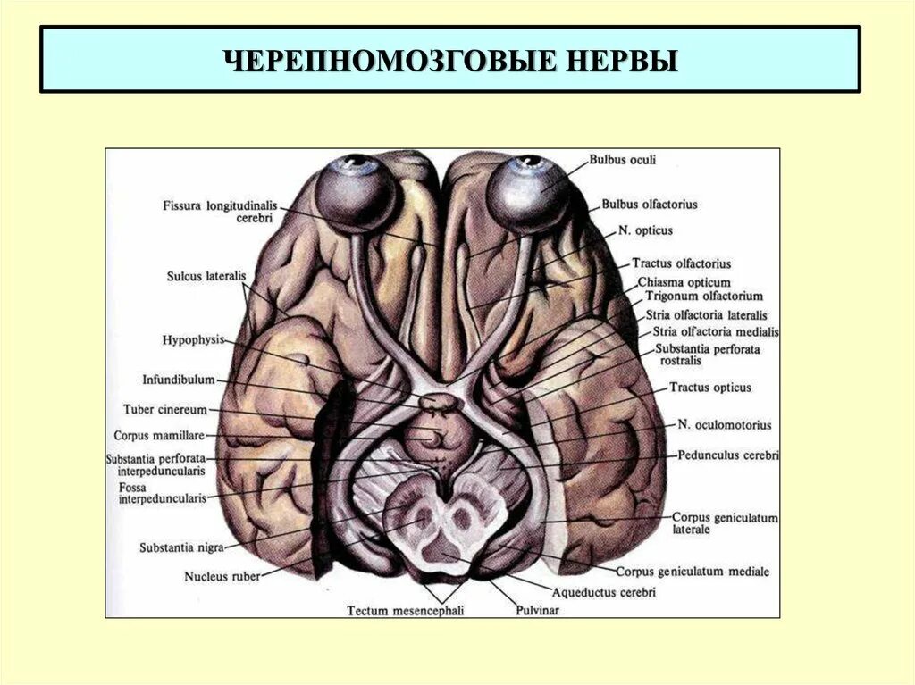 Зрительный нерв в головном мозге. Зрительный нерв анатомия мозг. Зрительный нерв и зрительный тракт. Зрительный нерв на латинском. Зрительный нерв латынь.