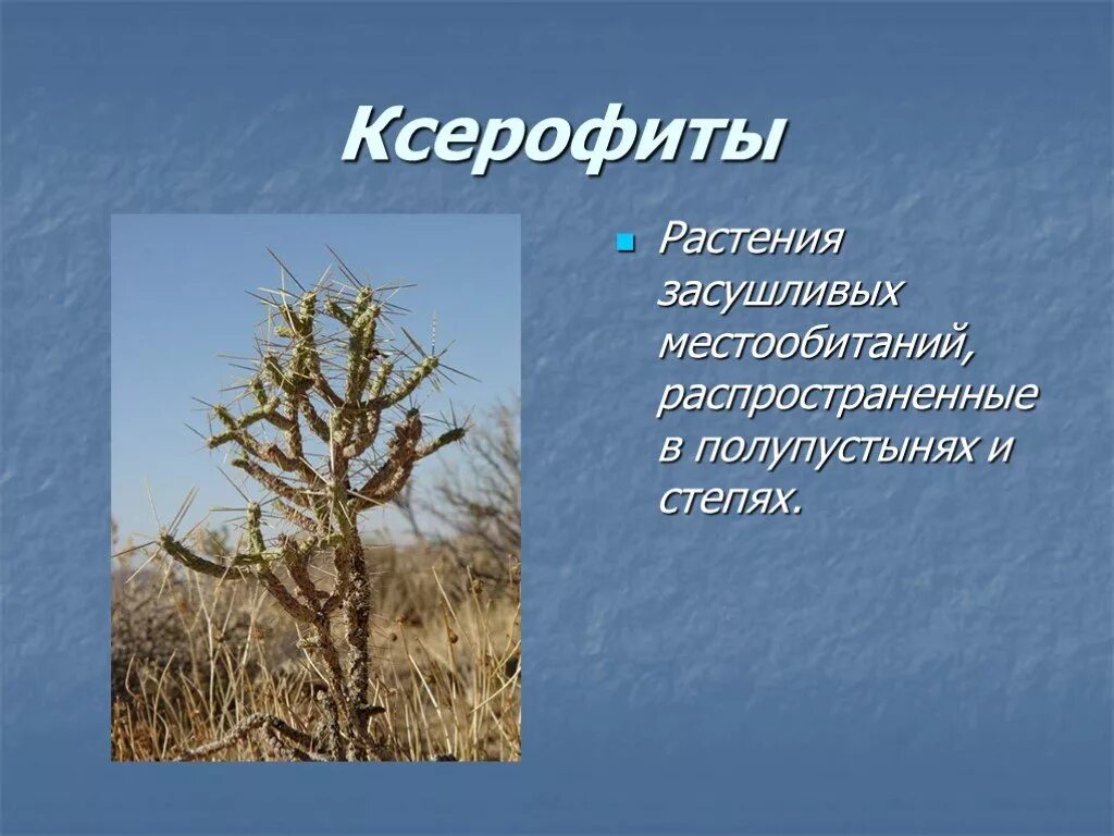 Ксерофиты место обитания. Ксерофиты место обитания. Ксерофиты растения пустынь. Растения в группе ксерофиты. Ксерофит суккулент.