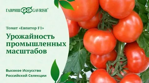 Фото томата евпатор