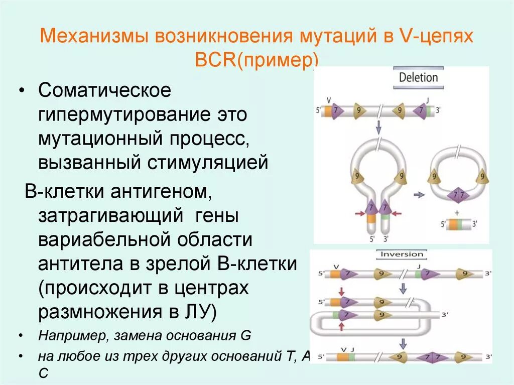 Механизмы возникновения мутаций. Механизмы препятствующие возникновению мутаций в клетках. Мутации. Механизмы их возникновения.. Механизмы зарождения цепи. Появление мутаций при половом размножении