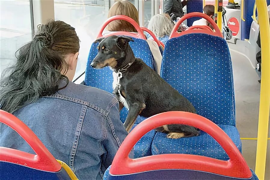Можно с собакой в автобус. Собака в автобусе. Собака транспорт. Собака в автобусе общественного транспорта. Маленький автобус собака.