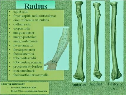 Radius style