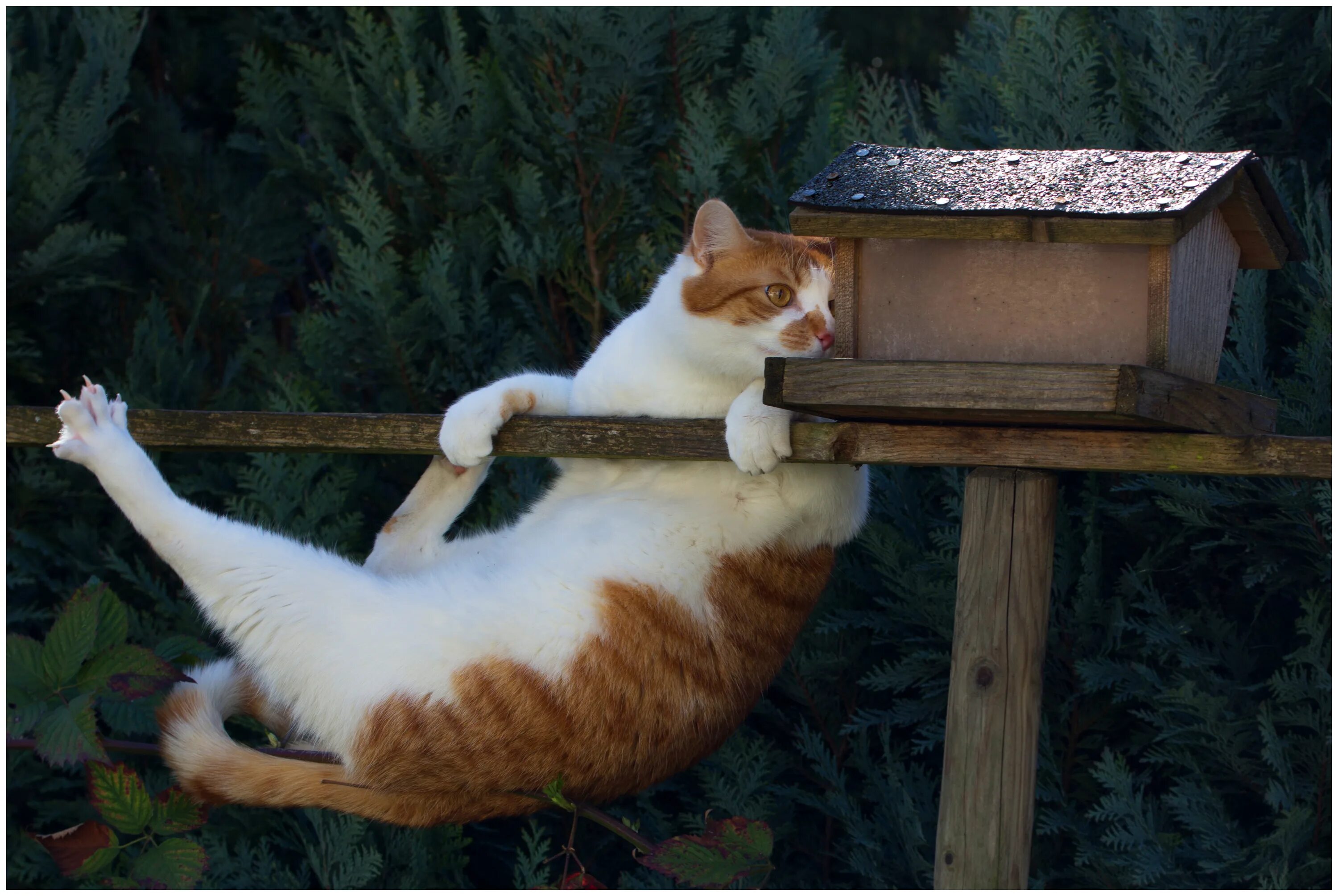 Кот в кормушке для птиц. Кот в скворечнике. Кот на дереве. Кормушка для кошек.