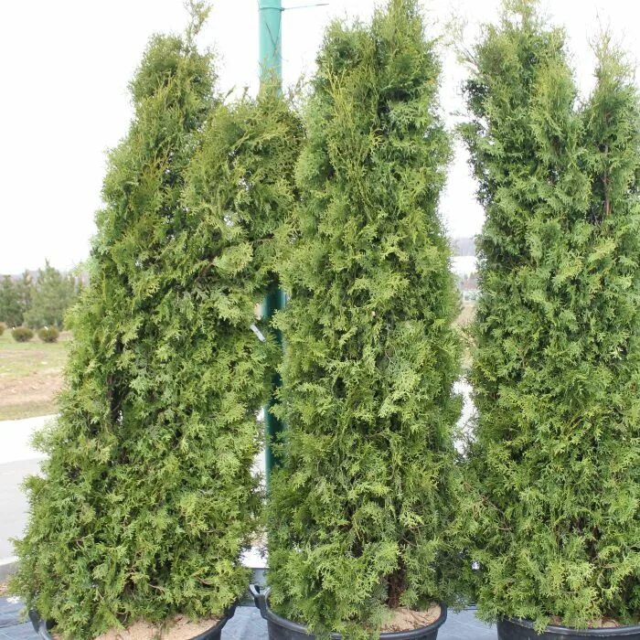 Туя западная компакта. Pyramidalis compacta туя. Туя западная compacta. Туя западная пирамидалис. Туя западная pyramidalis compacta.