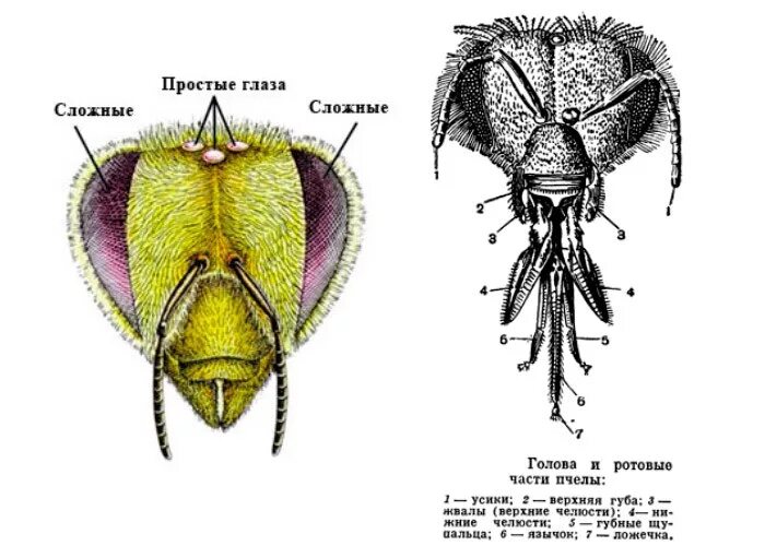 Строение головы пчелы медоносной. Строение ротового аппарата пчелы. Строение пчелы схема головы. Ротовой аппарат пчелы схема.