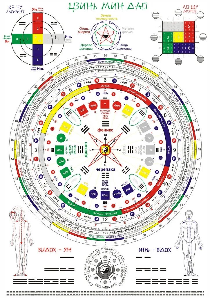 Прямой обратный круг. Меридианы человека цигун. Движение энергии по меридианам человека. Каналы Ци в теле человека. Энергия Ци меридианы.