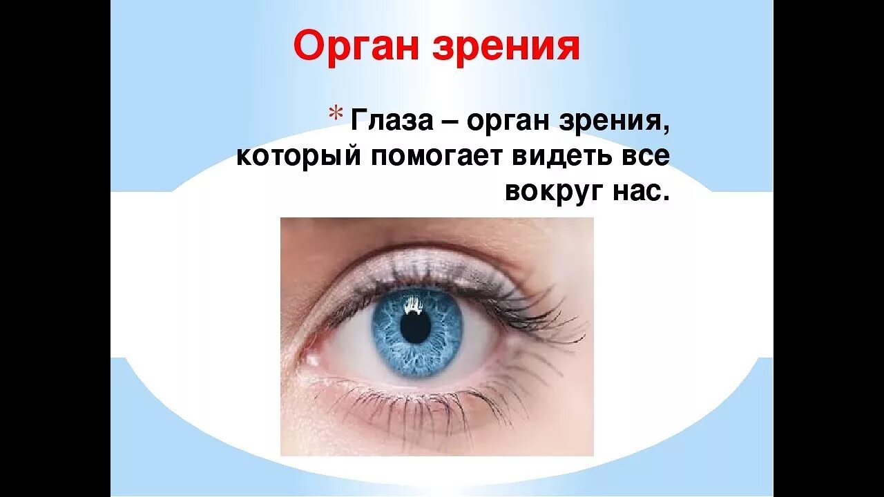 Глаза орган зрения. Органы чувств глаза. Органы чувств орган зрения. Глаза орган зрения 3 класс.