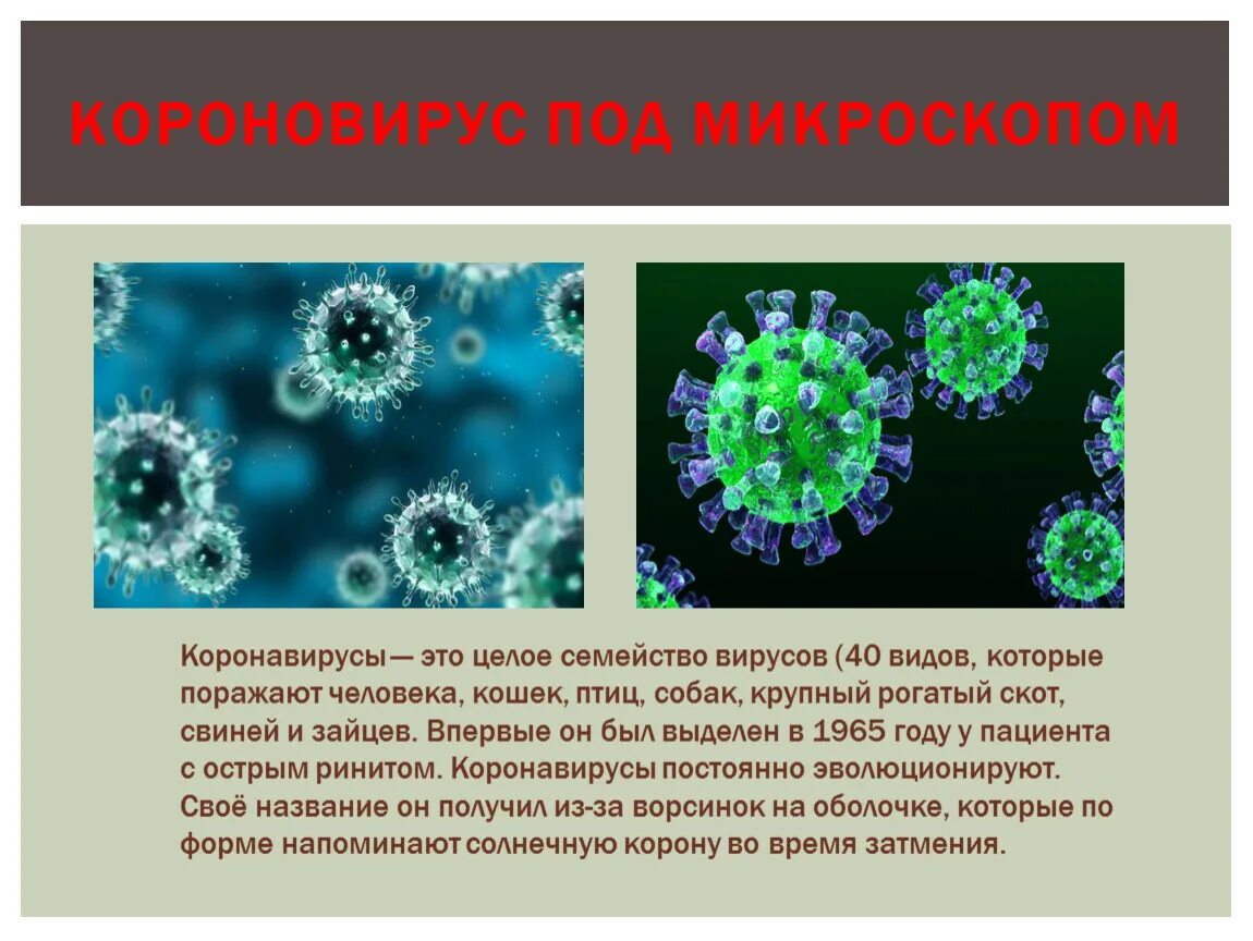 Есть ли вирусы в картинках. Коронавирус строение под микроскопом. Коронавирус семейство вирусов. Вирус гриппа под микроскопом и коронавирус. Вирус коронавирус под микроскопом.