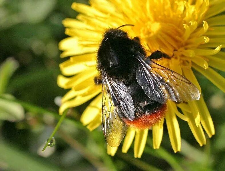 Bombus lapidarius. Бомбус Шмель. Каменный Шмель. Скальный Шмель.