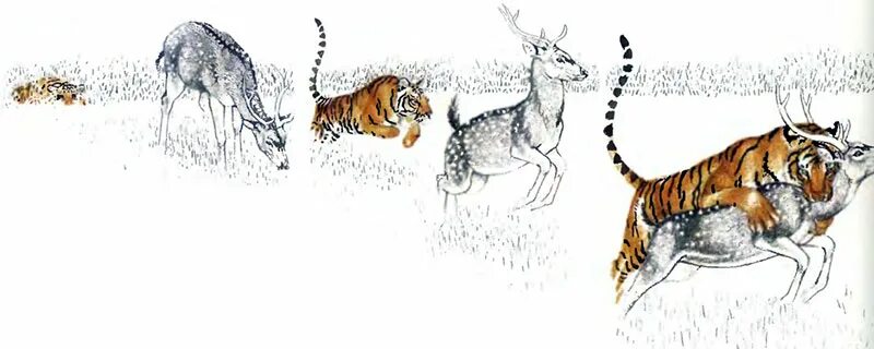 Тигр погнался за оленем и догнал. Охота на тигра рисунок. Амурский тигр охотится на кабана. Тигр на охоте рисунок.