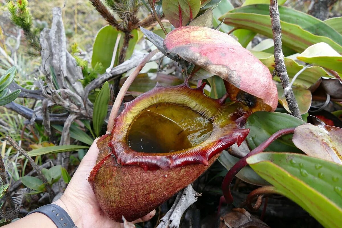 Непентес Аттенборо. Непентес Аттенборо (Nepenthes attenboroughii). Растение хищник непентес Раджа.