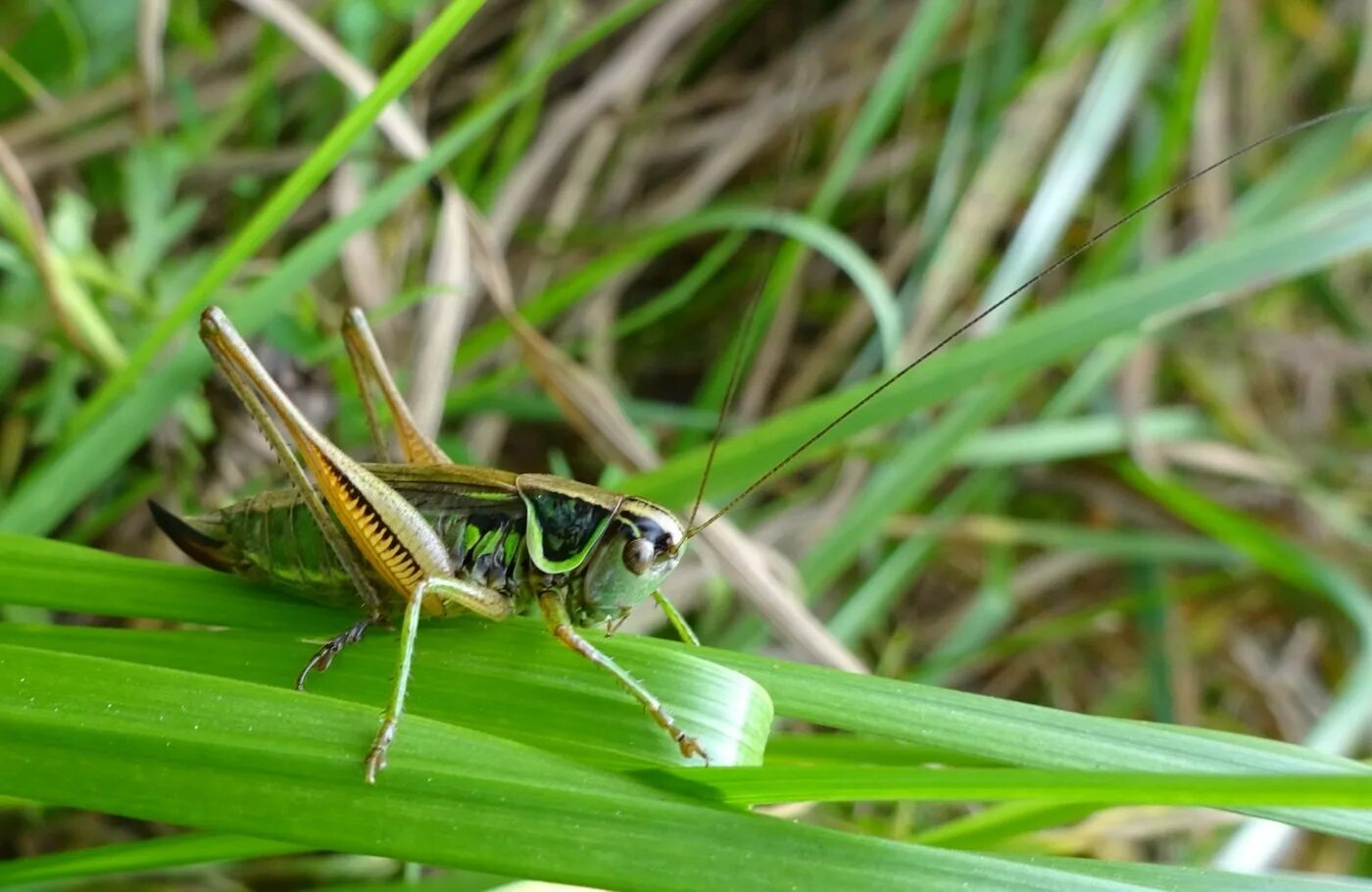 Tropidacris collaris. кобылка кузнечик. кузнечика станция. детеныш саранчи. кузнечик классический.