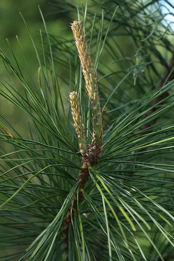 Pinus koraiensis tortuosa. Pinus koraiensis 'Tsingtao'. Pinus koraiensis mai tai. Pinus koraiensis Shibamichi. Сосновые порядок хвойные