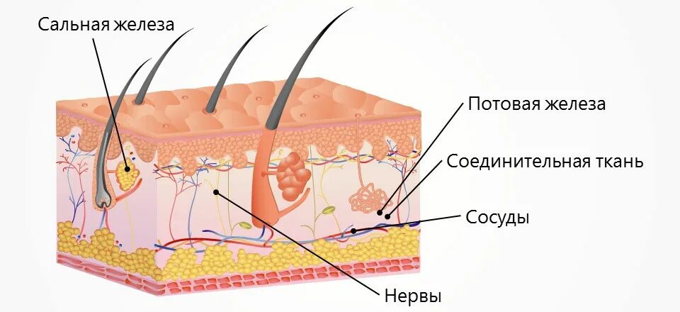 4 функция сальных желез. Гиподерма это подкожная жировая клетчатка. Строение кожи потовая железа. Строение подкожно жировой клетчатки.