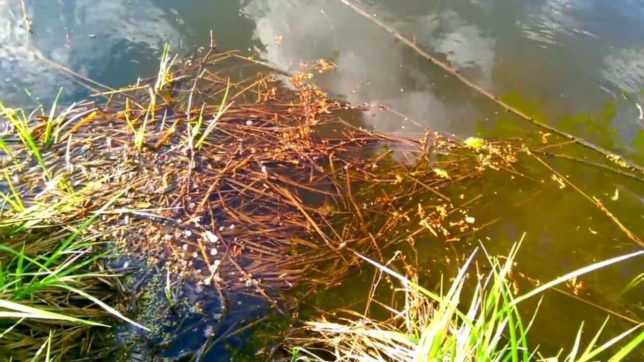 Караси температур вода. Серебряный карась нерест. Нерест карася. Карась нерестится. Нерест карася в пруду.