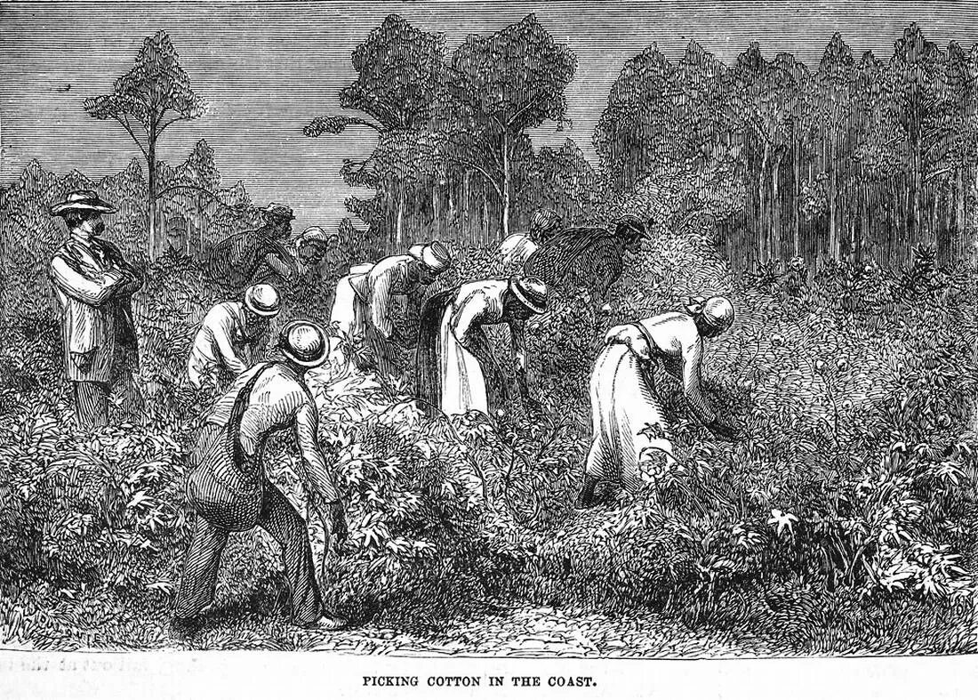 Плантации рабыни. Хлопковая плантация США 19 век. Плантаторы в США 19 век. Плантации сахарного тростника 19 век. Рабы на плантациях США 19 век.