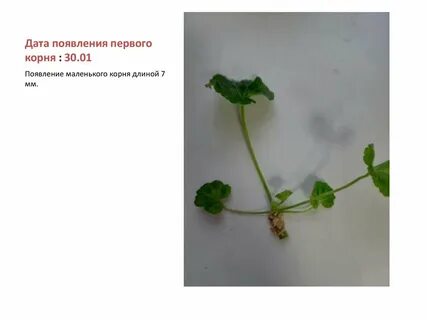 Первый появившийся корень