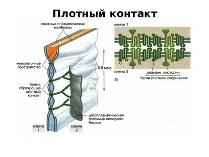 Плотный клетка