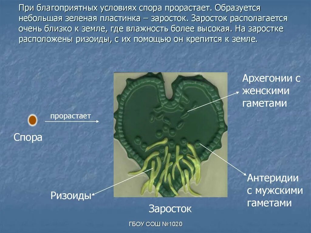 Клеточное строение папоротников