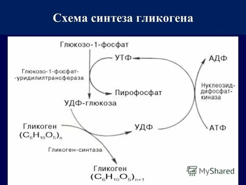 Синтез гликогена стимулирует гормон