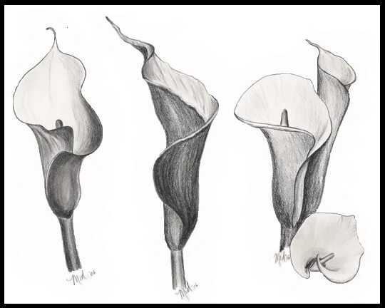 Каллы эскиз. Каллы рисунок карандашом. Каллы цветы карандашом. Калла цветок эскиз.