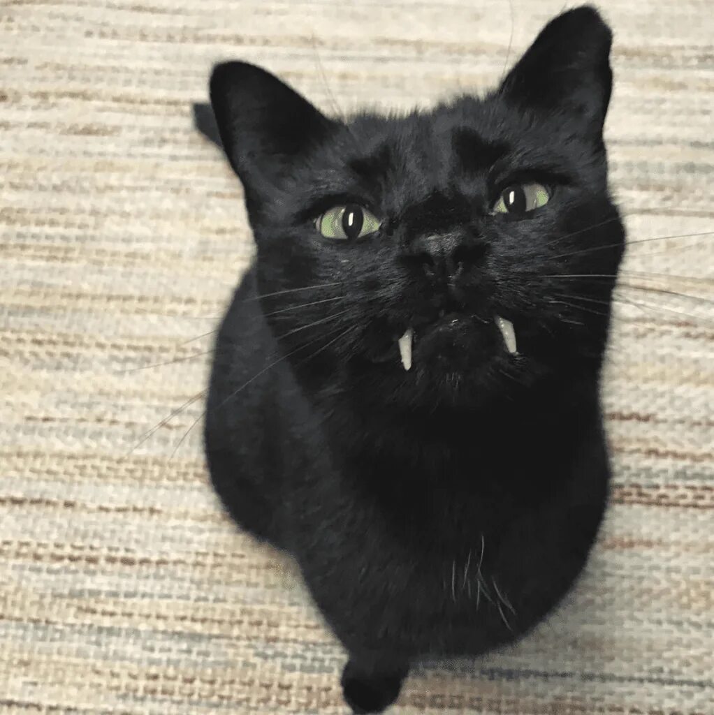 Кот с большими зубами. Кот вампир монк. граф котякула. кошка с большими клыками. черный кот с клыками.
