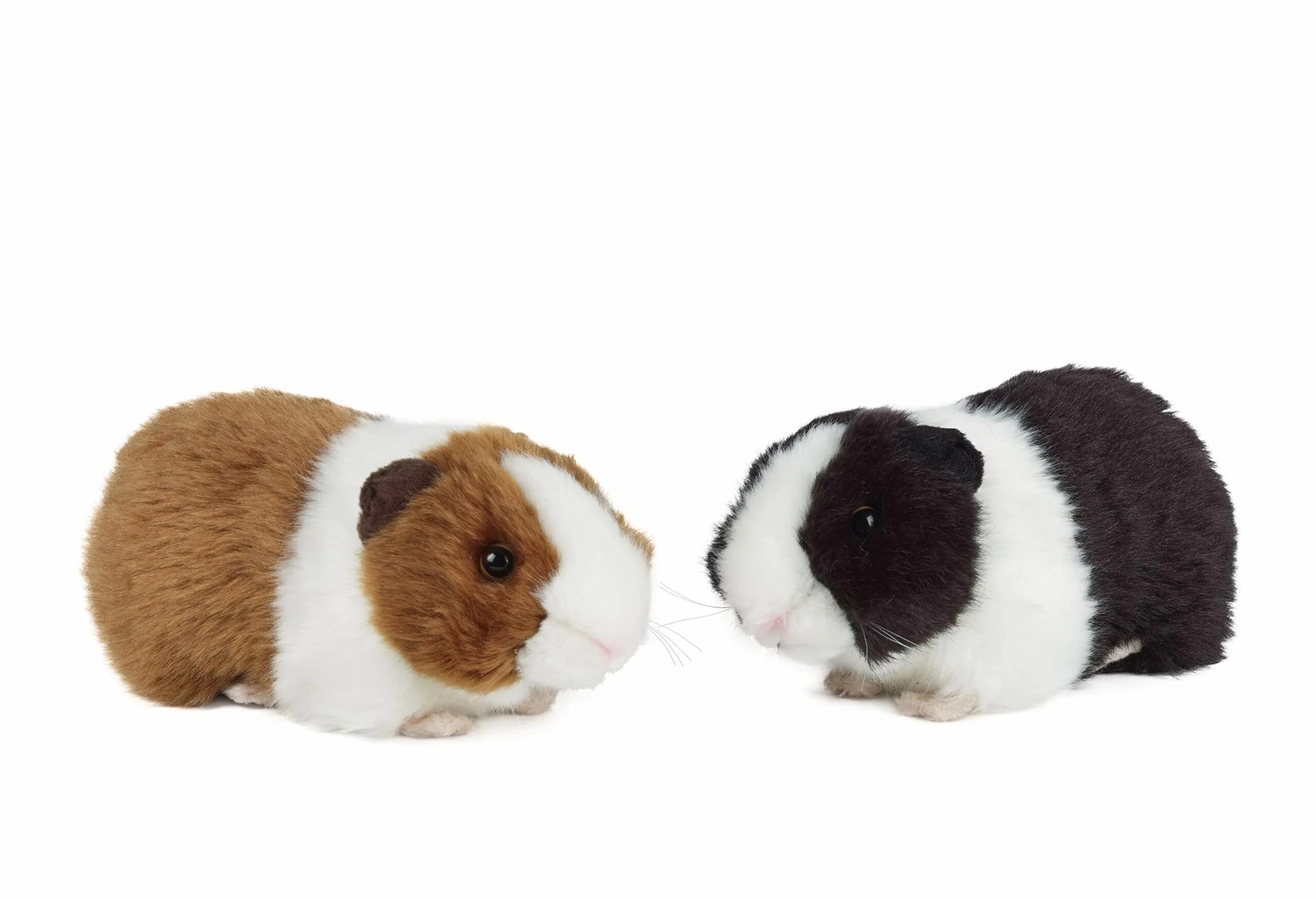 Игрушки для морских свинок фото Pin on Guinea Pigs
