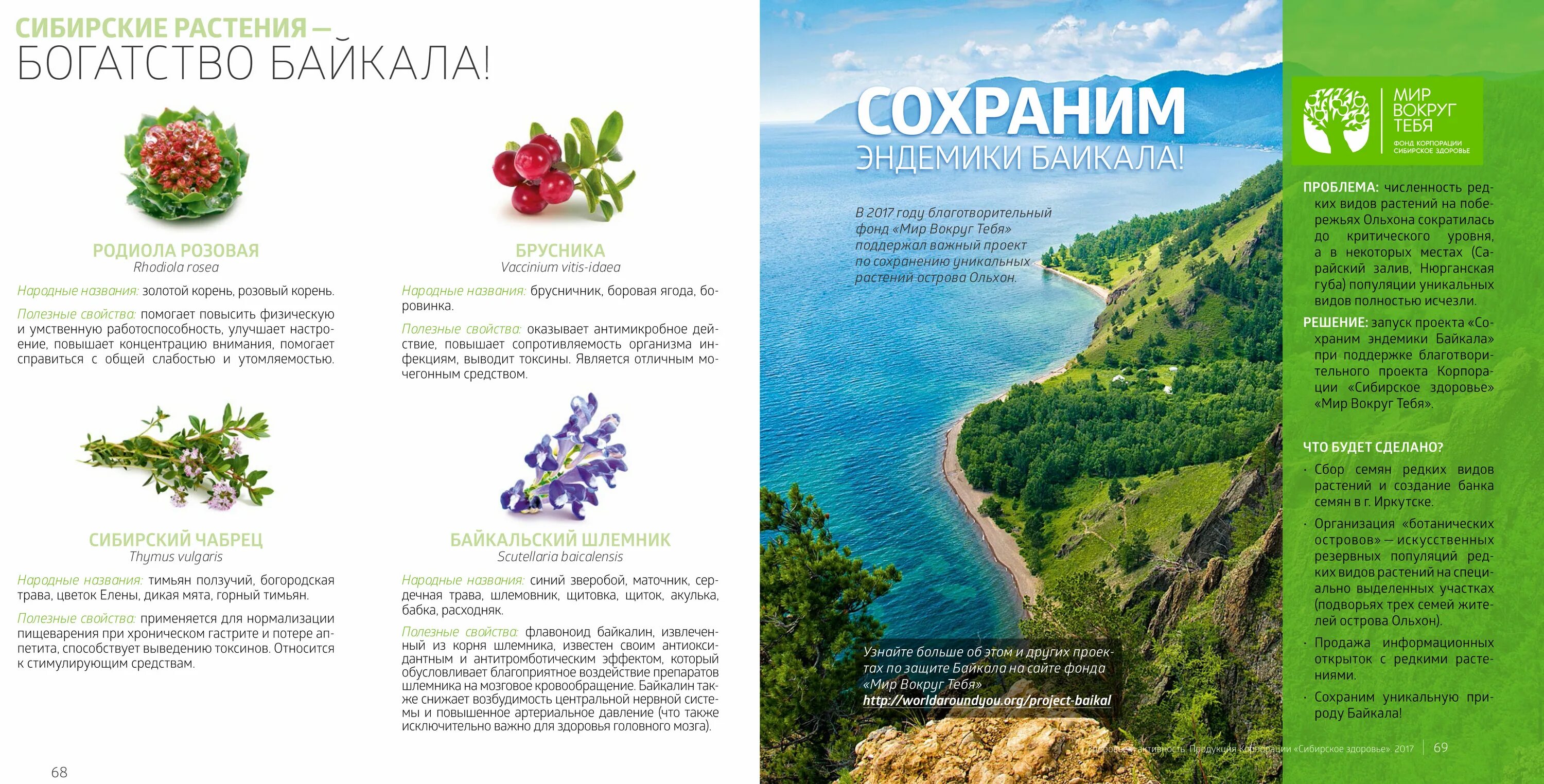 Цветы крыма фото и названия садовые. Цветы крыма интернет магазин. Цветы крыма интернет магазин. Цветы крыма интернет магазин. Примула в крыму.