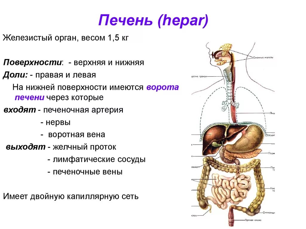 Печень части органа. Печень какая система органов. Печень это орган пищеварительной системы. Пищеварительная система анатомия печень. Печень относится к:печеночной системе.