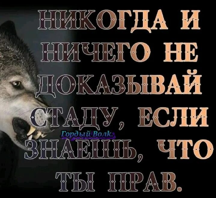 Статусы с волками. Волк со смыслом. Статусы про Волков. Статусы картинки Волков.