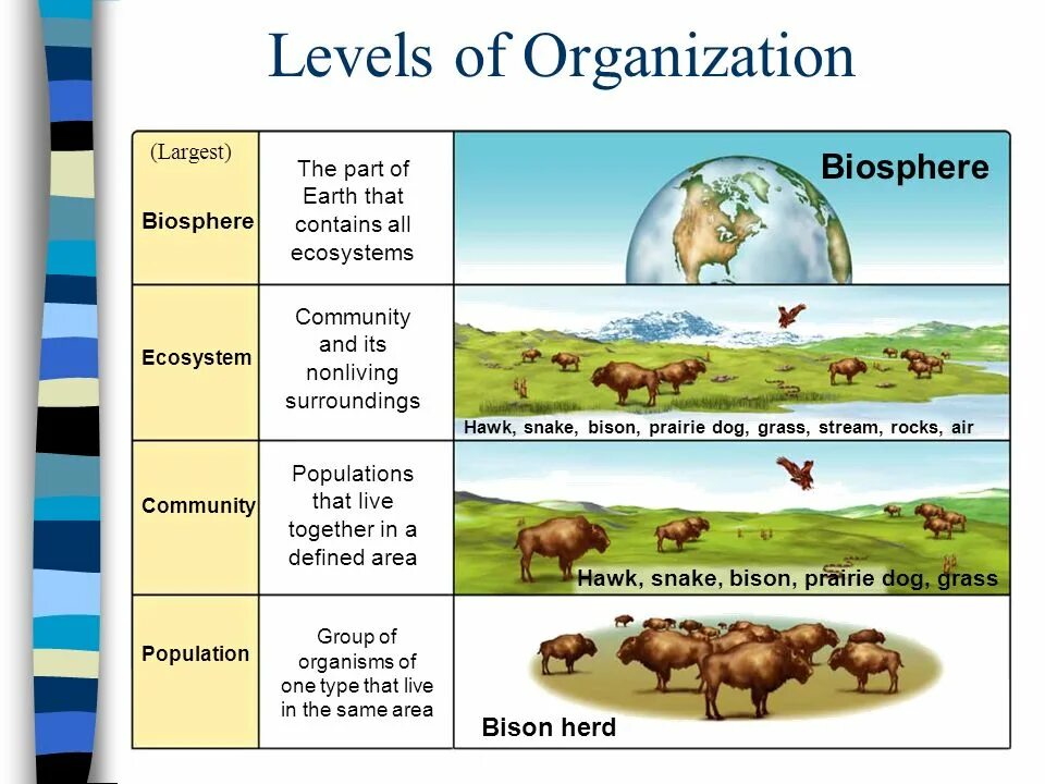 Levels of Organization. Levels of Life Organization. Levels of Biological Organization. Levels of Organization of Living things. Living levels