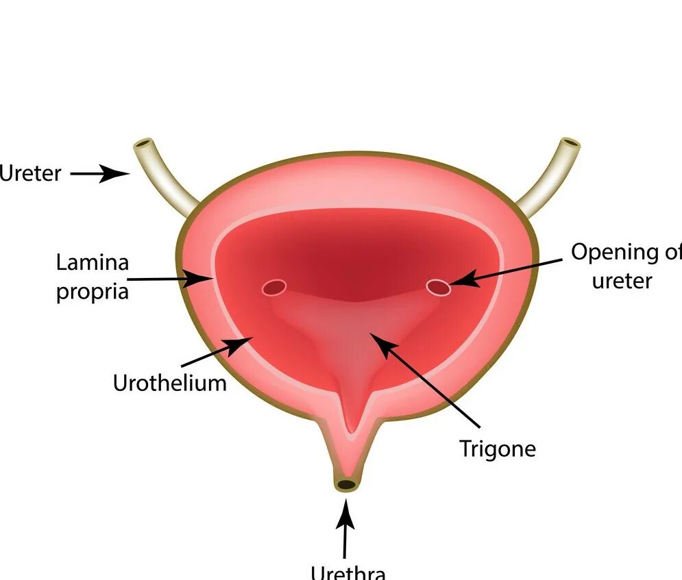 Мочевой пузырь у мужчин и женщин. Мочевой пузырь. Мочевой пузырь рисунок. Части мочевого пузыря.