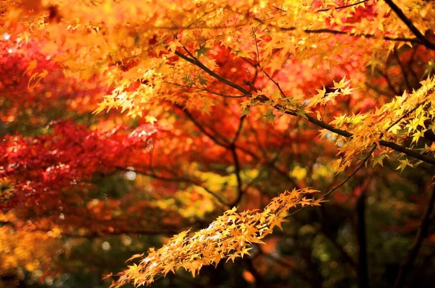 осенний запах леса. осенние картинки. осень 8к. осень в лесу. лес пахнет дубом и сосн.