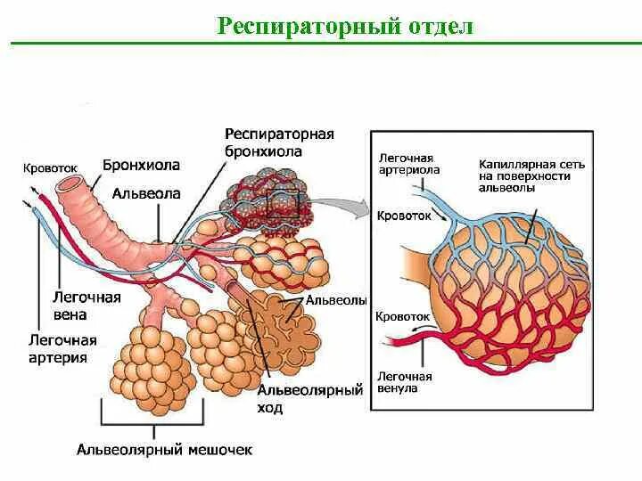 Респираторный отдел легких. Строение респираторного отдела. Строение респираторного отдела гистология. Дыхательная система ацинус. Респираторный отдел ацинус.