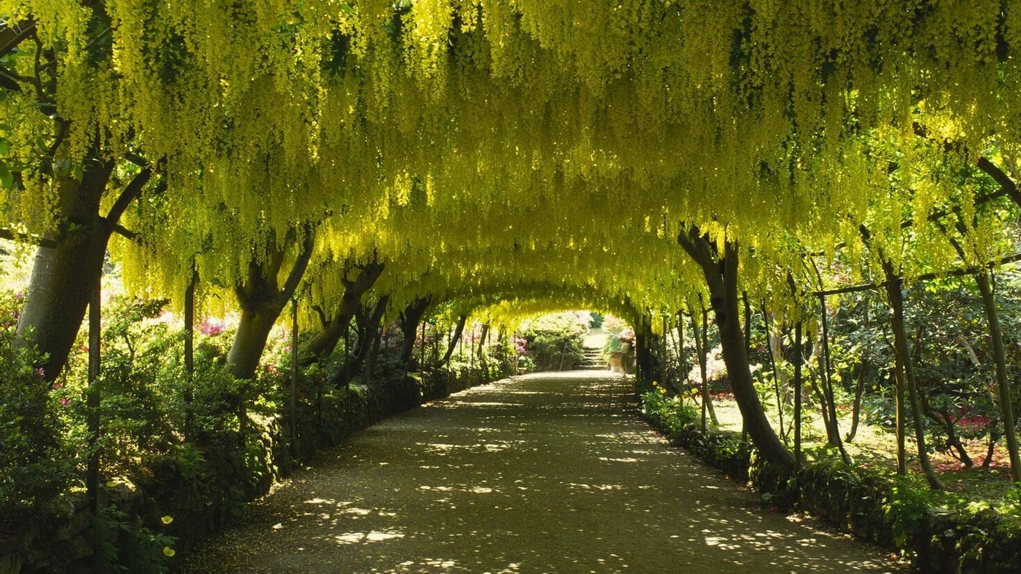 Аллея дорога. Белая акация в саду. Глициния китайская бобовник. Бобовник лабурнум. Бобовник анагировидный.