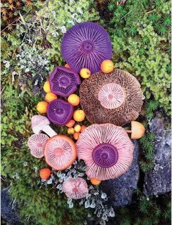 jill bliss forages flora to form magical mushroom medleys.