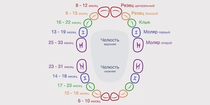 3 года лезут зубы. Схема прорезывания зубов у грудничков. схема вылезания зубов у малышей. порядок прорезывания молочных зубов схема. зубы схема прорезывания молочных.