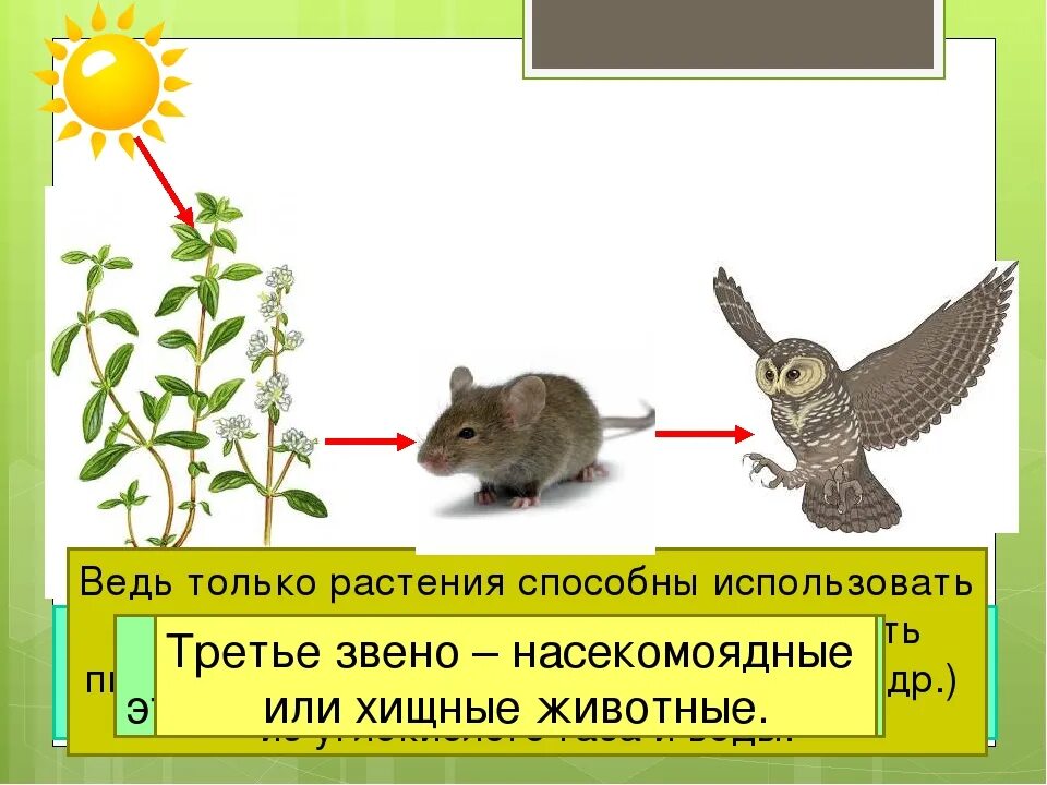 Цепи питания. Цепи питания 3 класс. Цепи питания окружающий мир. Цепочка питания 3 класс. Цепь питания желуди