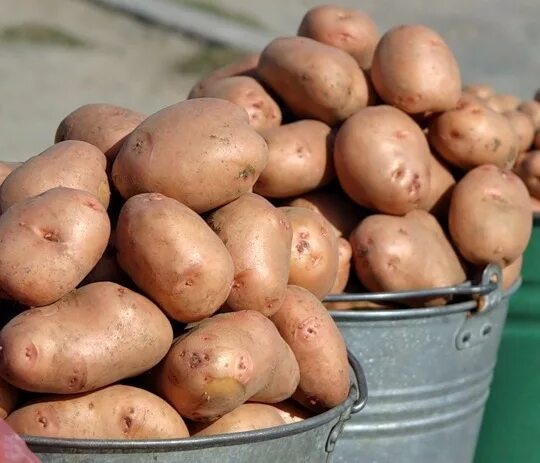 Урожай картофеля массой. Картофель голландский. Голландские сорта картофеля. Картофель сорта урожайные. Картофель голландка.