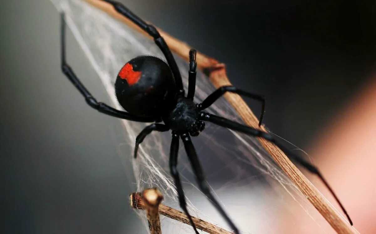 Человек каракурт. Каракурт паук. Черная вдова паук. Красноспинный паук австралийская вдова. Паук черная вдова Каракурт.