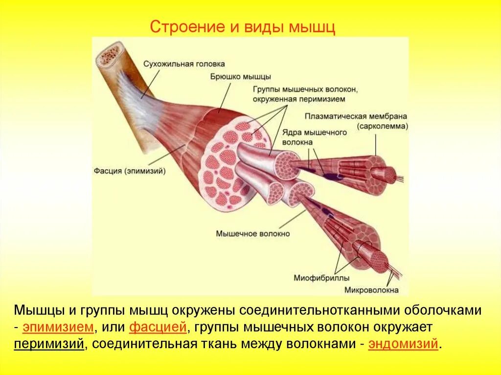 Какое строение мышцы. Эндомизий скелетной мышцы. строение скелетной мышцы брюшко. соединительнотканная оболочка мышечных волокон. строение скелетной мышцы головка брюшко хвост.