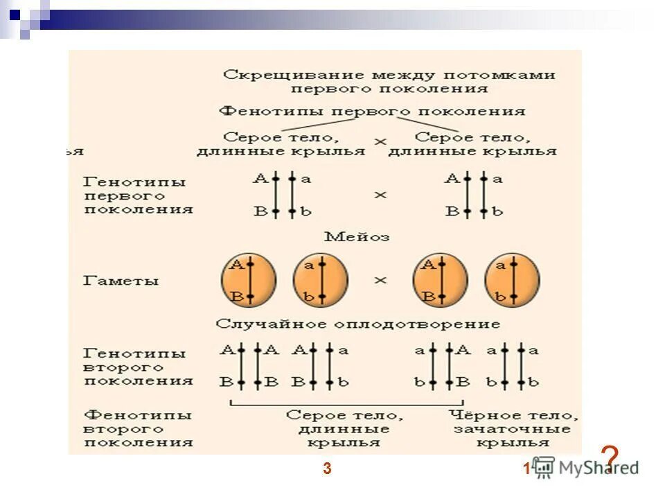 Каковы генотипы родителей и гибридов первого поколения