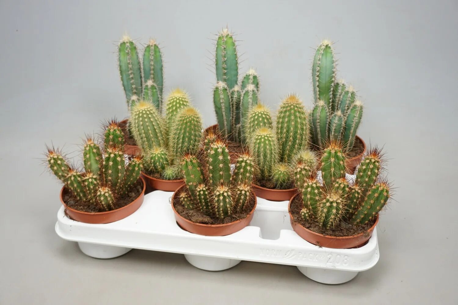 Кактус цереус. 5 видов кактусов. 5 видов кактусов. Кактус цереус микс. 5 видов кактусов.