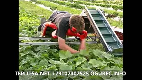 Уборка урожая в теплице