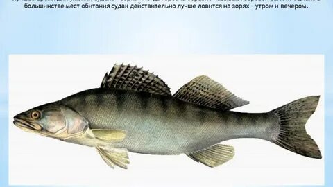 Судак какой вид рыбы